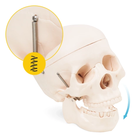 Anatomický model lidské lebky