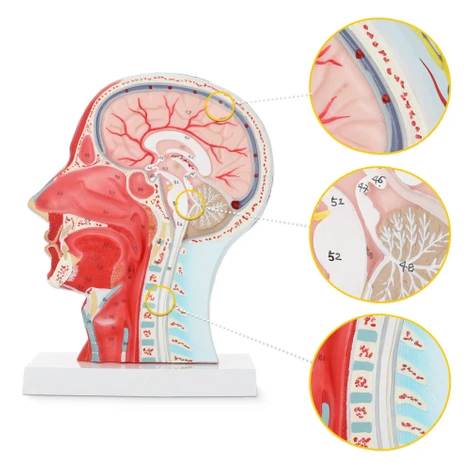 Anatomický model lidské hlavy v měřítku 1:1
