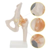 Anatomický model kyčelního kloubu s vazy v měřítku 1:1