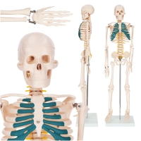 ANATOMICAL SKELETON MODEL