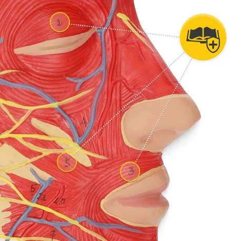 Anatomický model lidské hlavy v měřítku 1:1