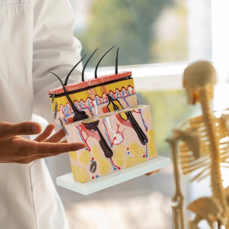 Anatomický model lidské kůže v řezu