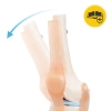 Anatomický model kolenního kloubu