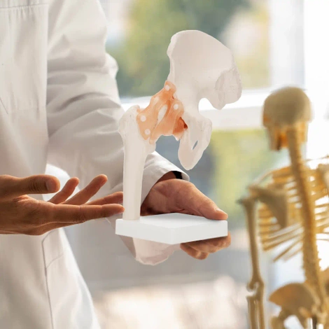 Anatomický model kyčelního kloubu s vazy v měřítku 1:1
