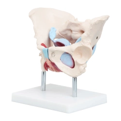 Anatomický model lidské pánve se svaly a orgány