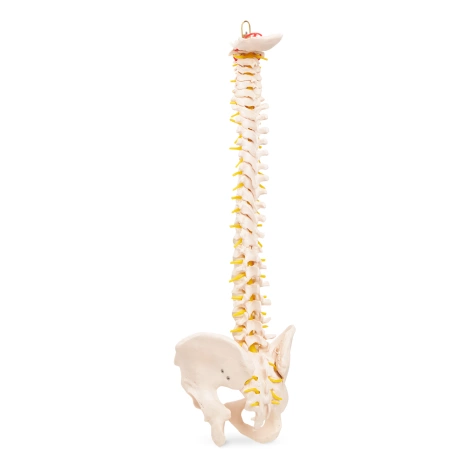 Anatomický model lidské páteře s pánví