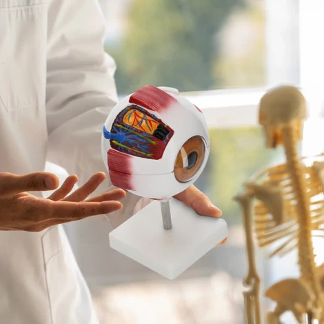 Velký anatomický model lidského oka 3D