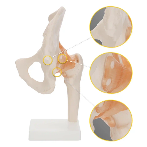 Anatomický model kyčelního kloubu s vazy v měřítku 1:1