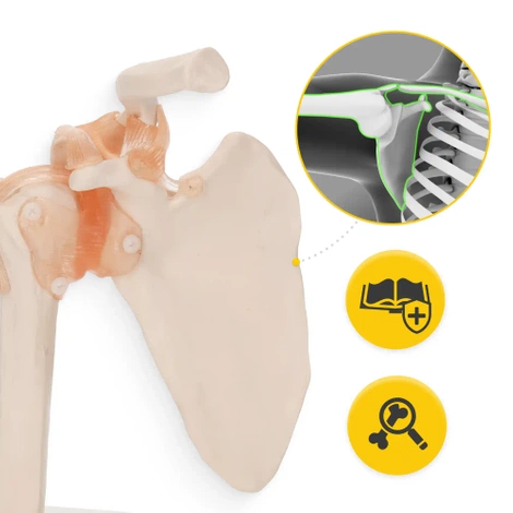 Anatomický model ramenního kloubu s vazy v měřítku 1:1