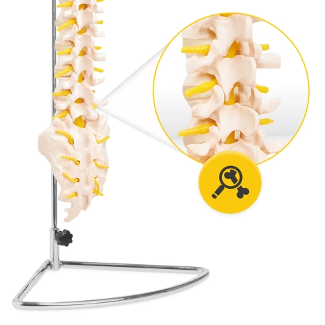 Anatomický model lidské páteře