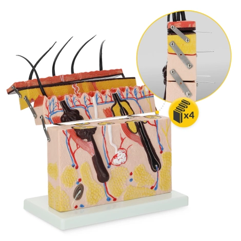 Anatomický model lidské kůže v řezu
