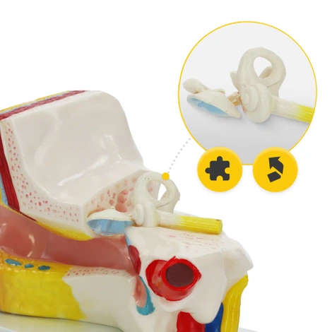 Anatomický model lidského ucha